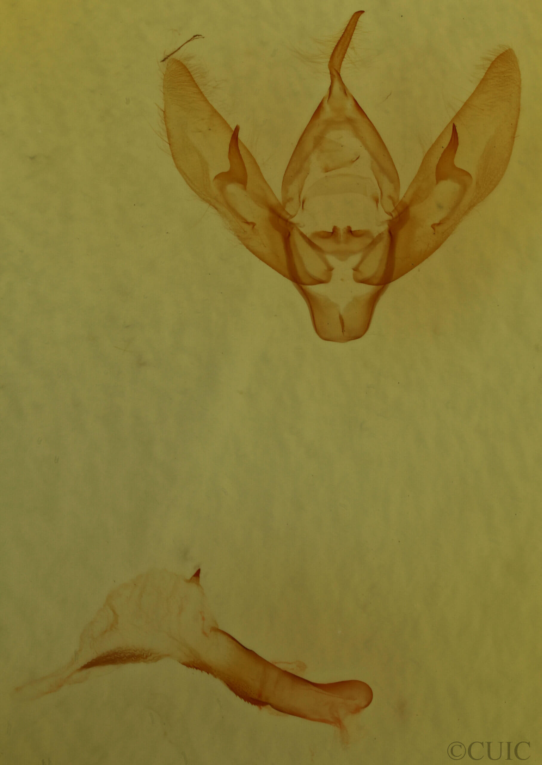 genitalia view of adult Eugnorisma glareosa