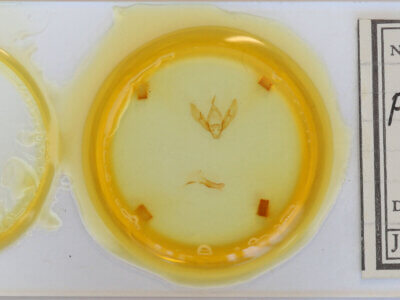 slide view of adult Eugnorisma glareosa