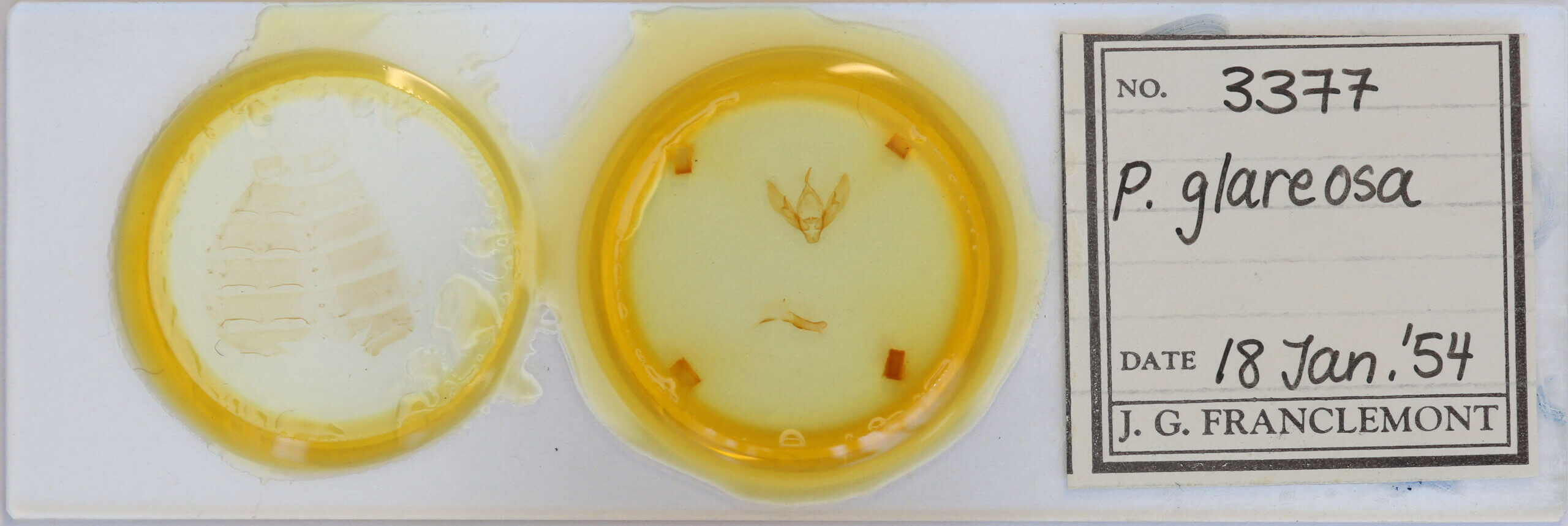 slide view of adult Eugnorisma glareosa