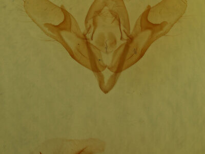 genitalia view of adult Eugnorisma depuncta