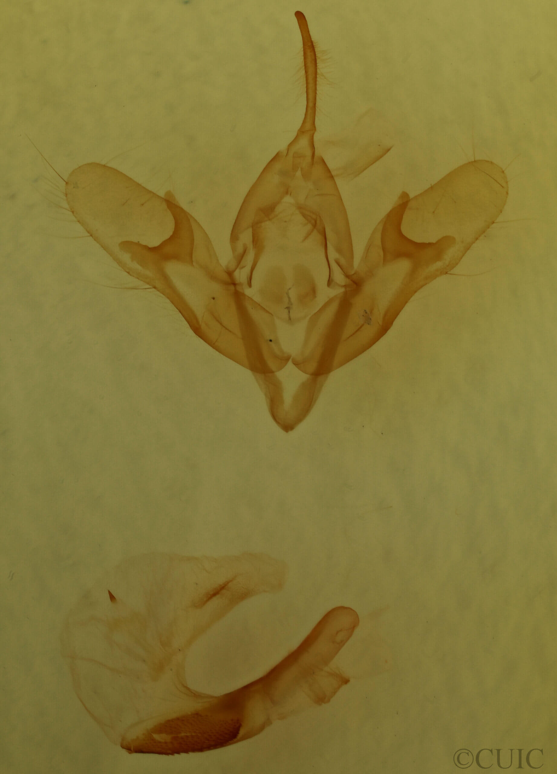 genitalia view of adult Eugnorisma depuncta