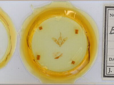 slide view of adult Eugnorisma depuncta