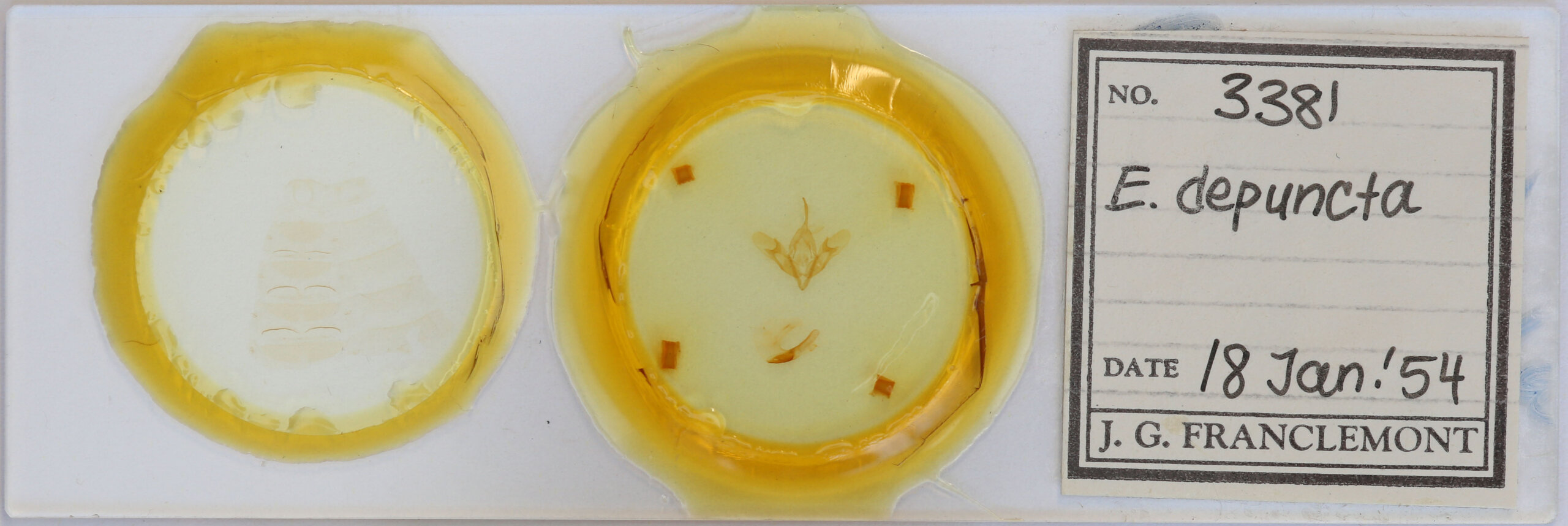 slide view of adult Eugnorisma depuncta