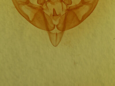 genitalia view of adult Xestia ditrapezium