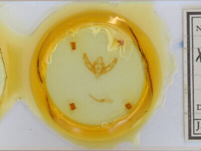 slide view of adult Xestia ditrapezium