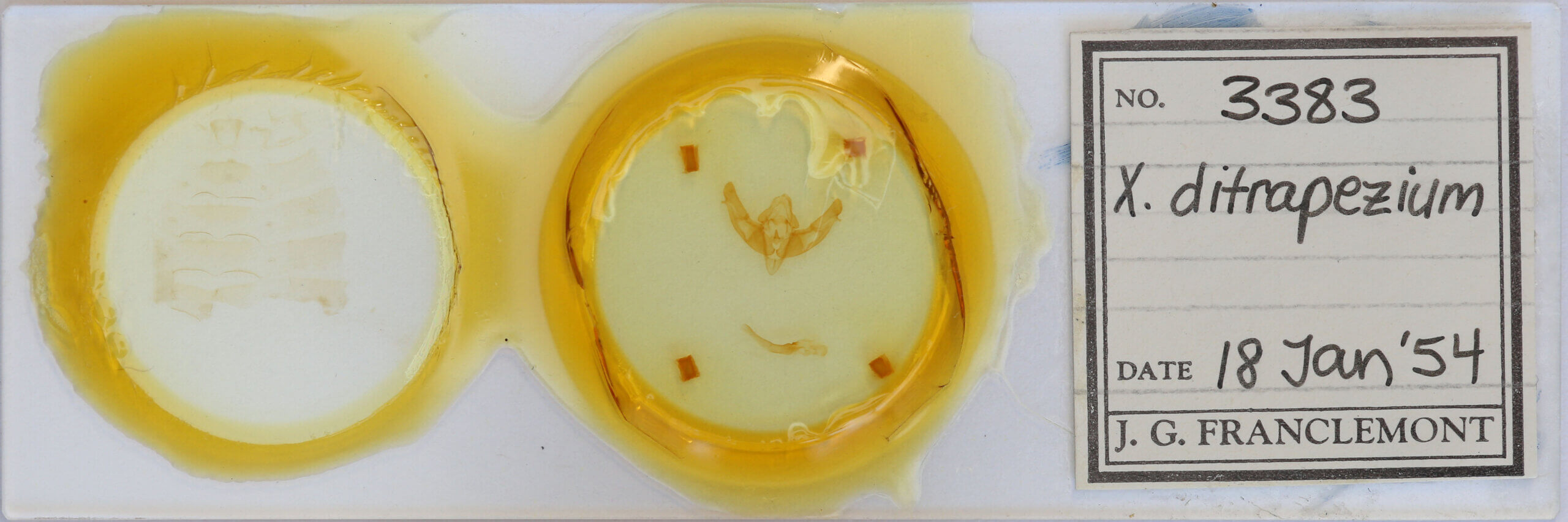 slide view of adult Xestia ditrapezium