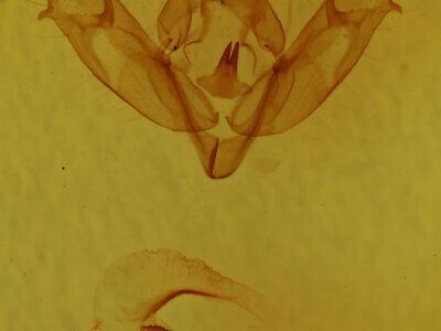 genitalia view of adult Xestia sexstrigata