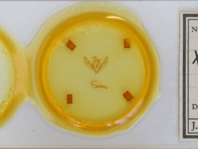 slide view of adult Xestia sexstrigata