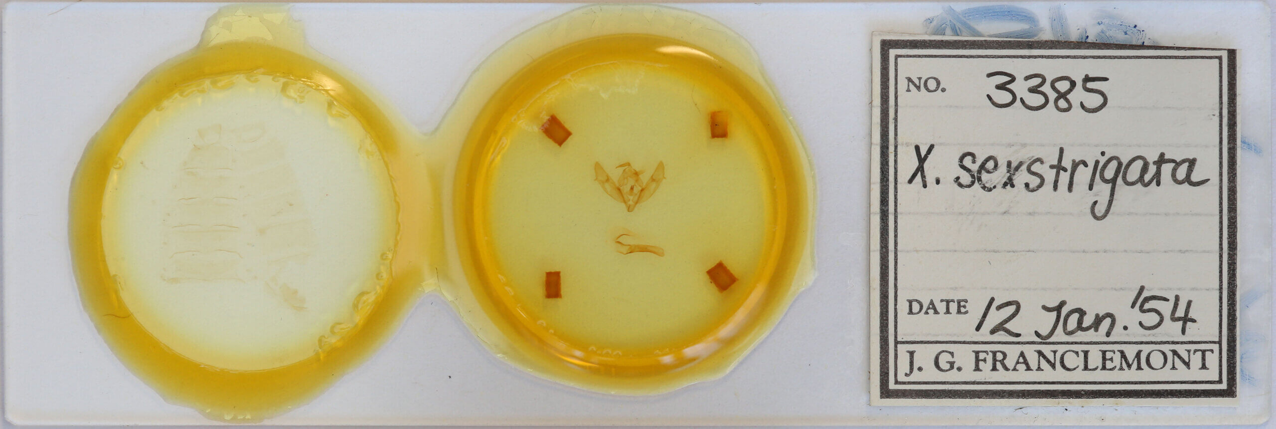 slide view of adult Xestia sexstrigata