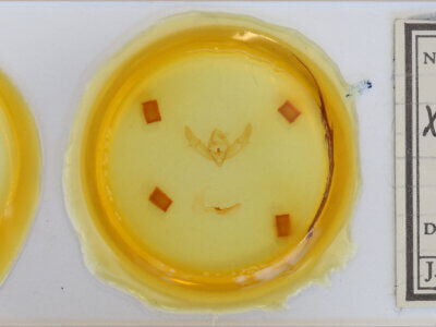 slide view of adult Xestia xanthographa