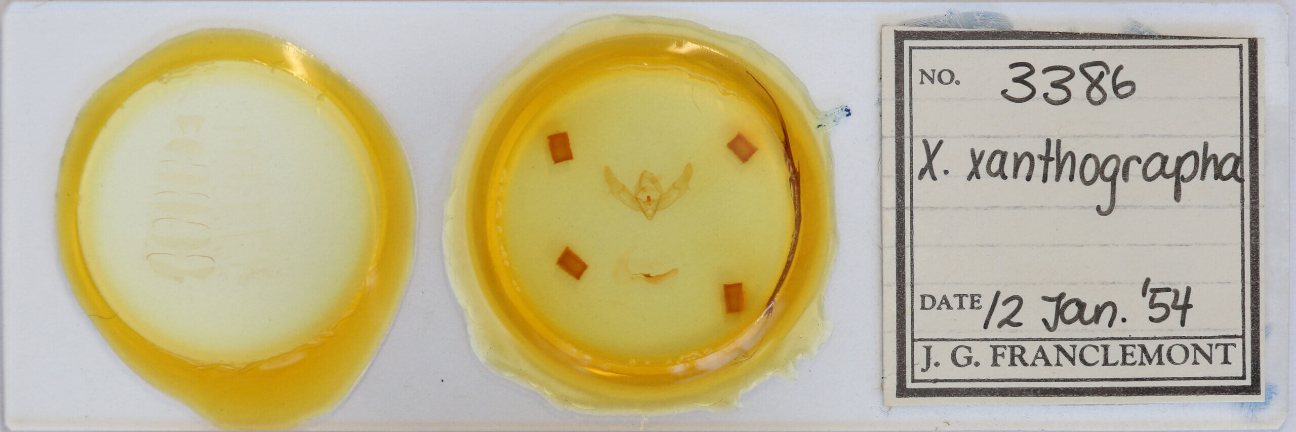 slide view of adult Xestia xanthographa