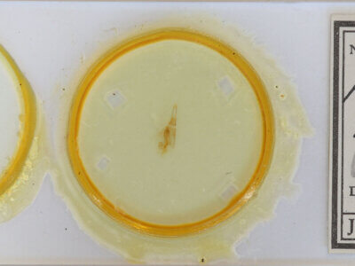 slide view of adult Hydriomena sp.