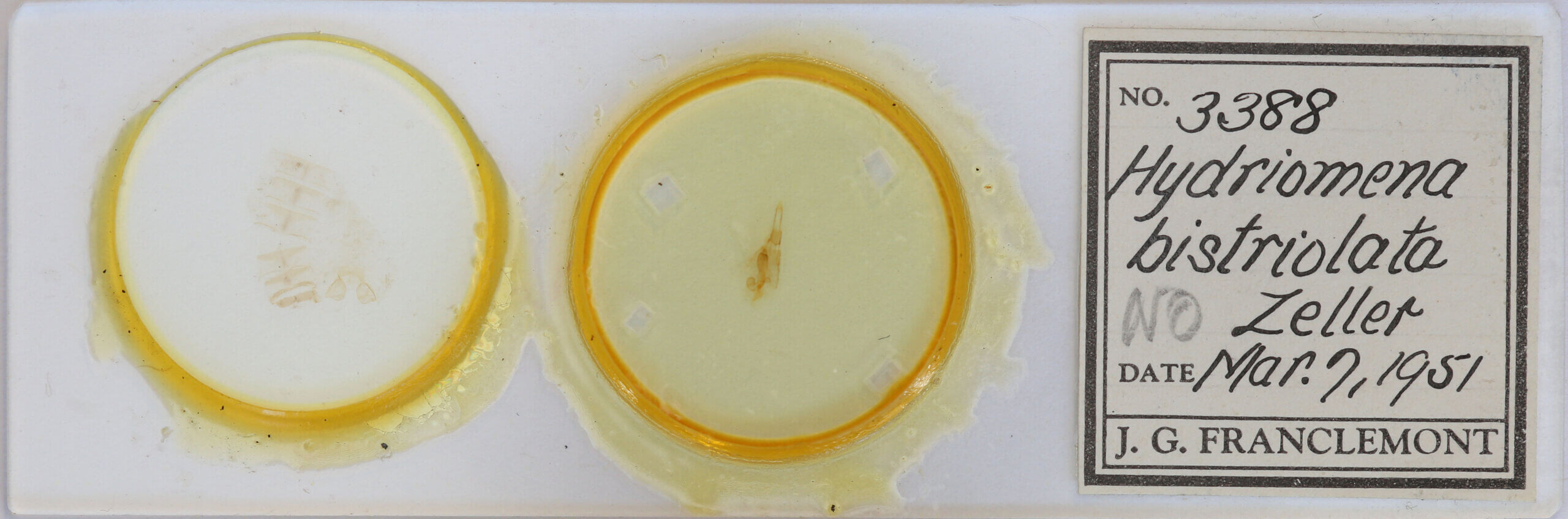 slide view of adult Hydriomena sp.