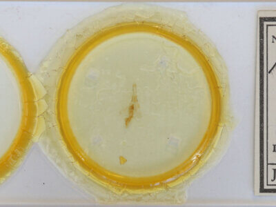 slide view of adult Hydriomena sp.