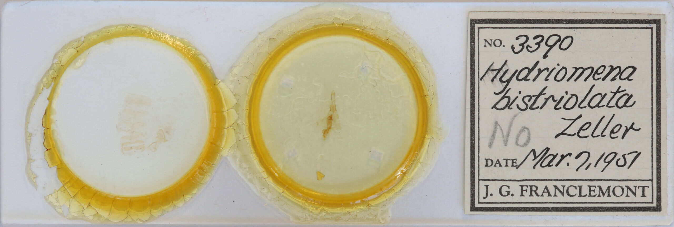 slide view of adult Hydriomena sp.