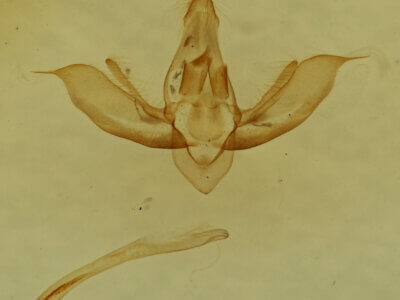 genitalia view of adult Lobophora sp.