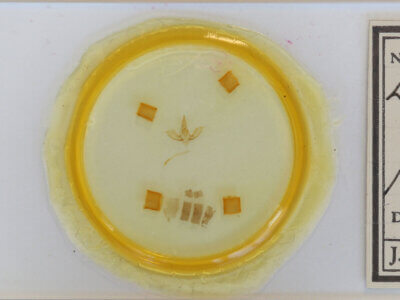 slide view of adult Lobophora sp.