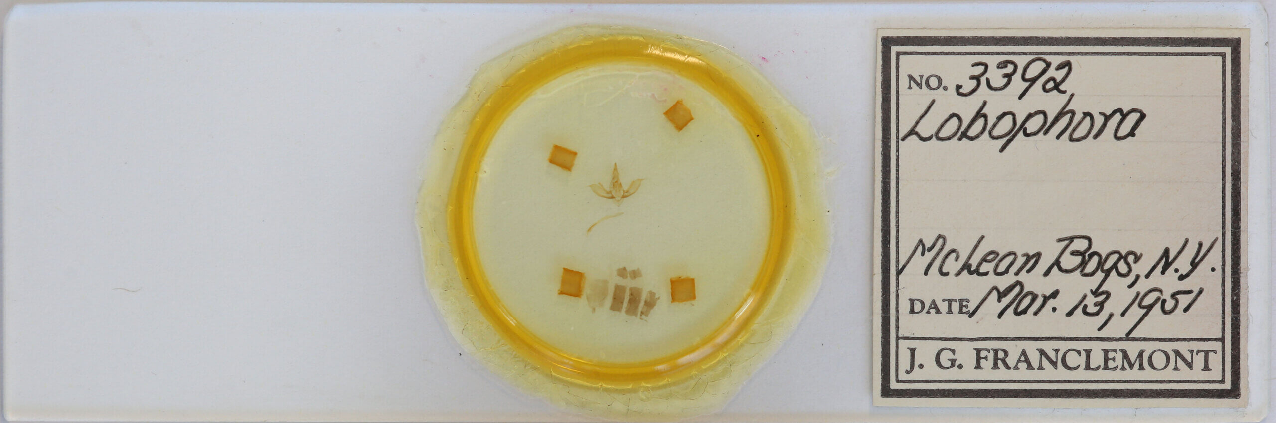 slide view of adult Lobophora sp.