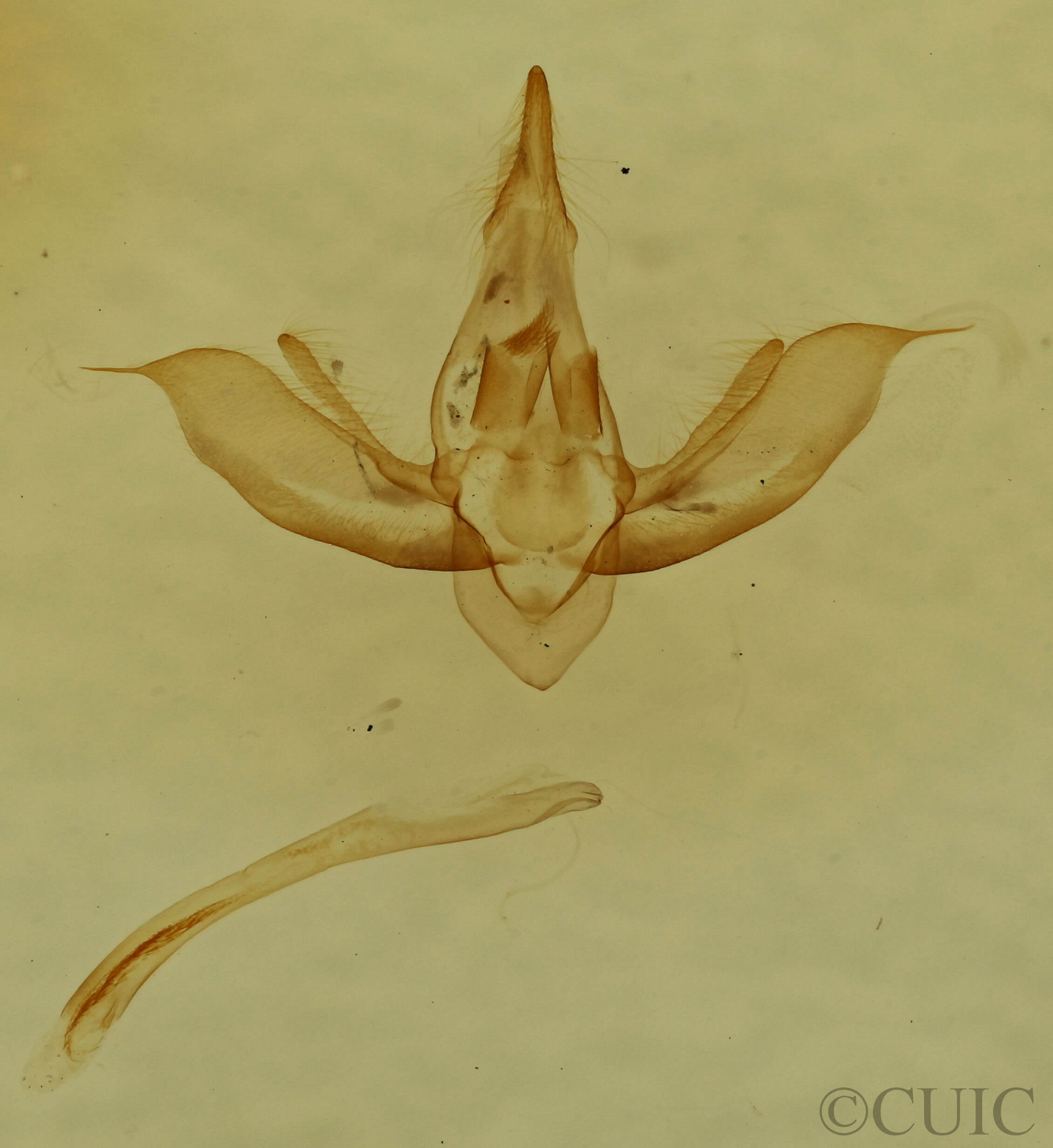 genitalia view of adult Lobophora sp.