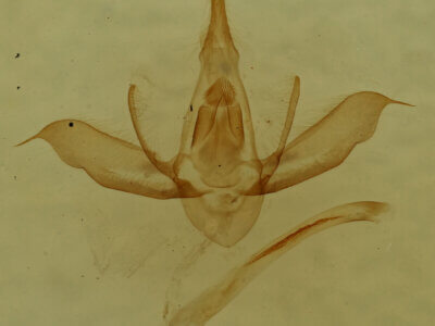 genitalia view of adult Lobophora sp.