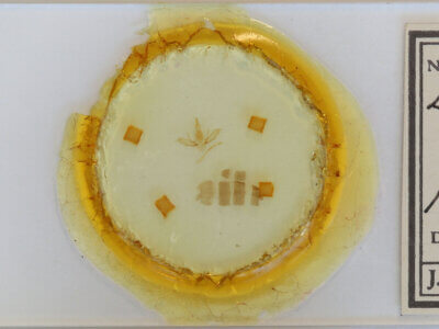 slide view of adult Lobophora sp.