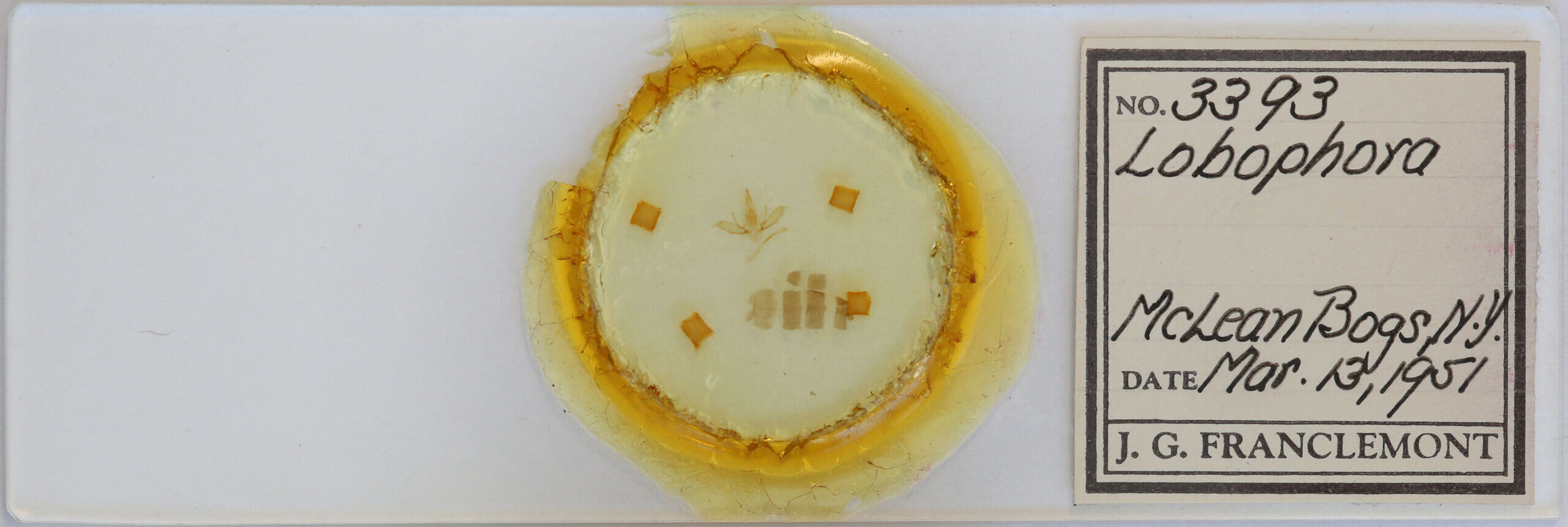 slide view of adult Lobophora sp.