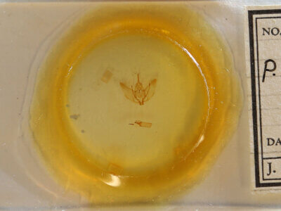 slide view of adult Plagodis phlogosaria?