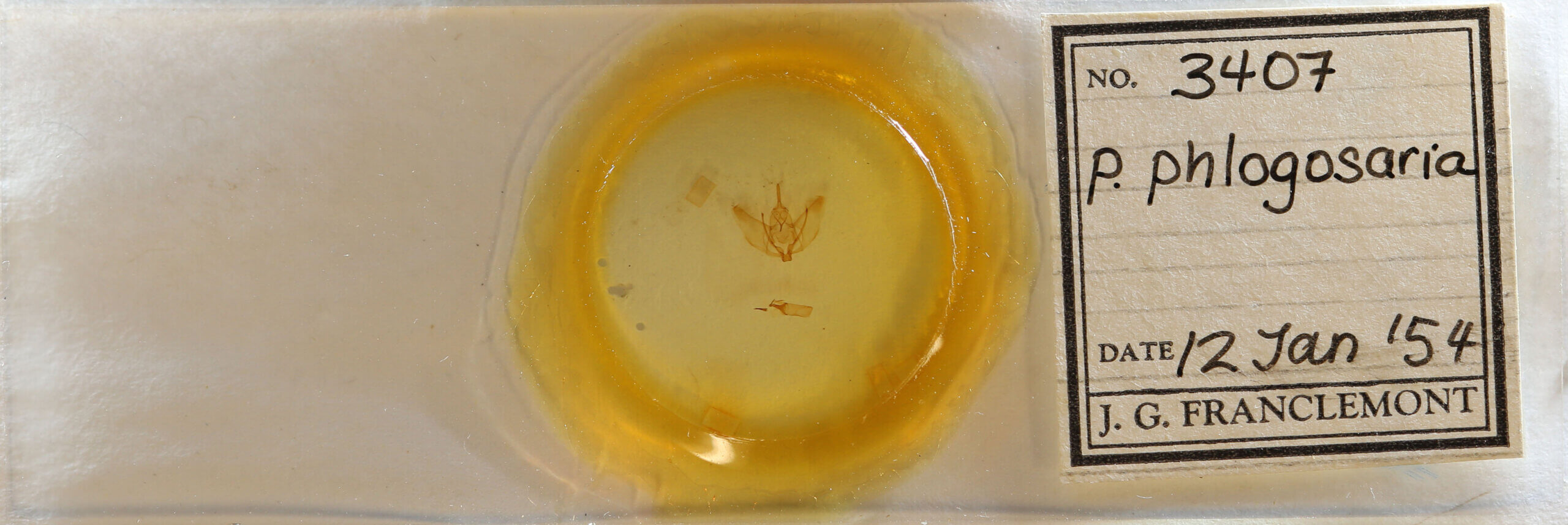 slide view of adult Plagodis phlogosaria?