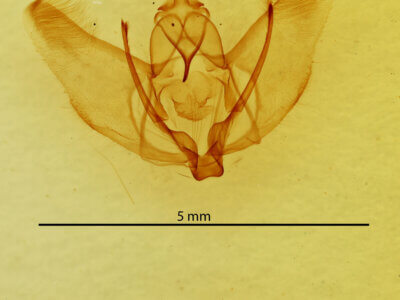 genitalia view of adult Plagodis phlogosaria?