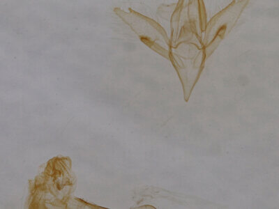 genitalia view of adult Idia sp.