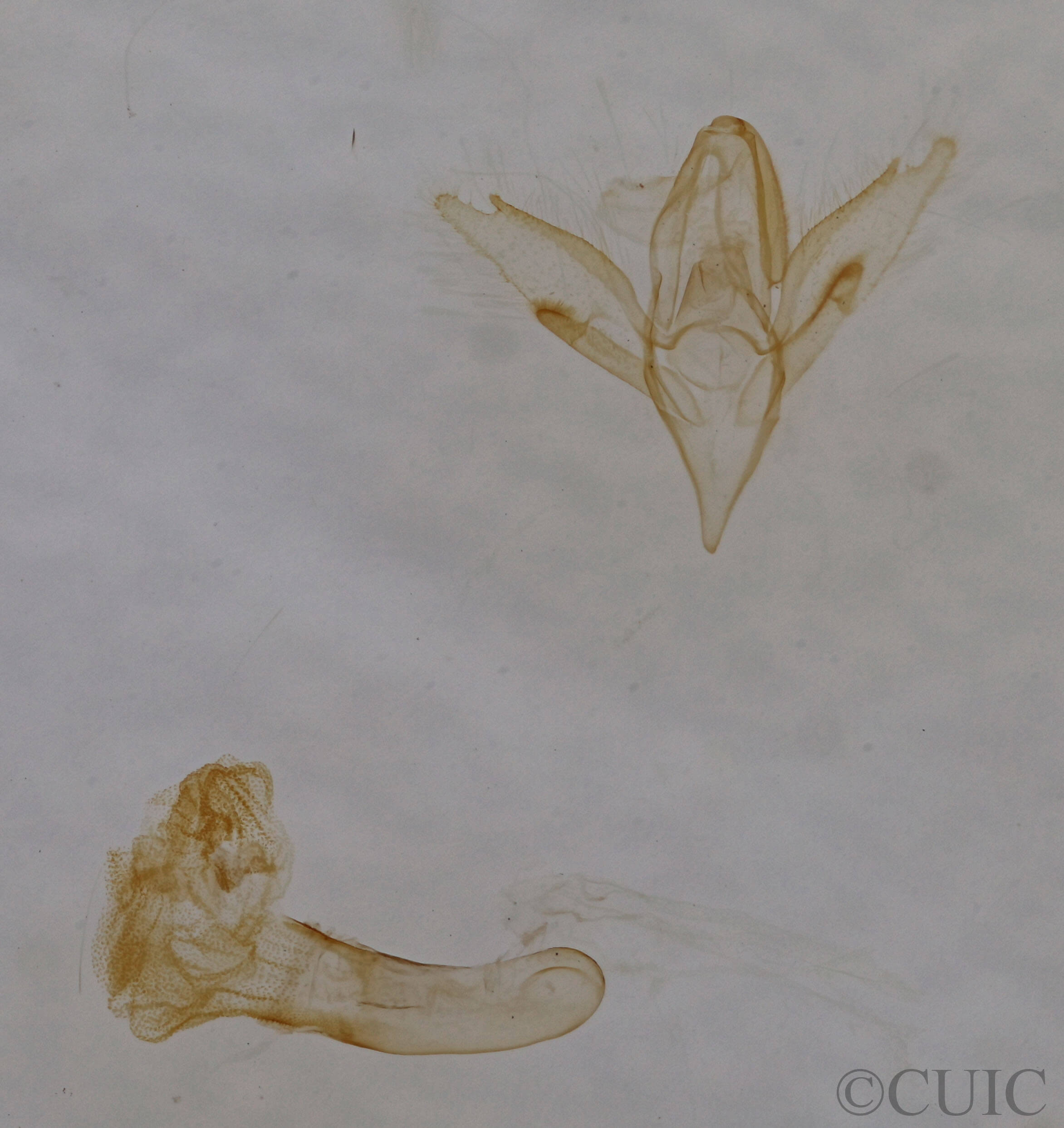 genitalia view of adult Idia sp.