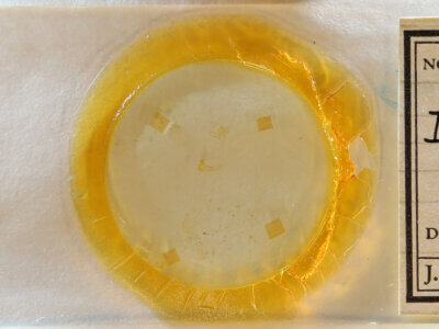 slide view of adult Idia sp.