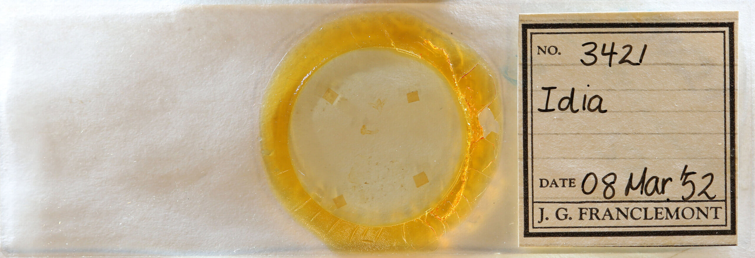 slide view of adult Idia sp.