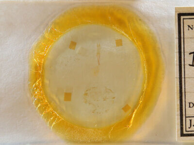 slide view of adult Idia sp.