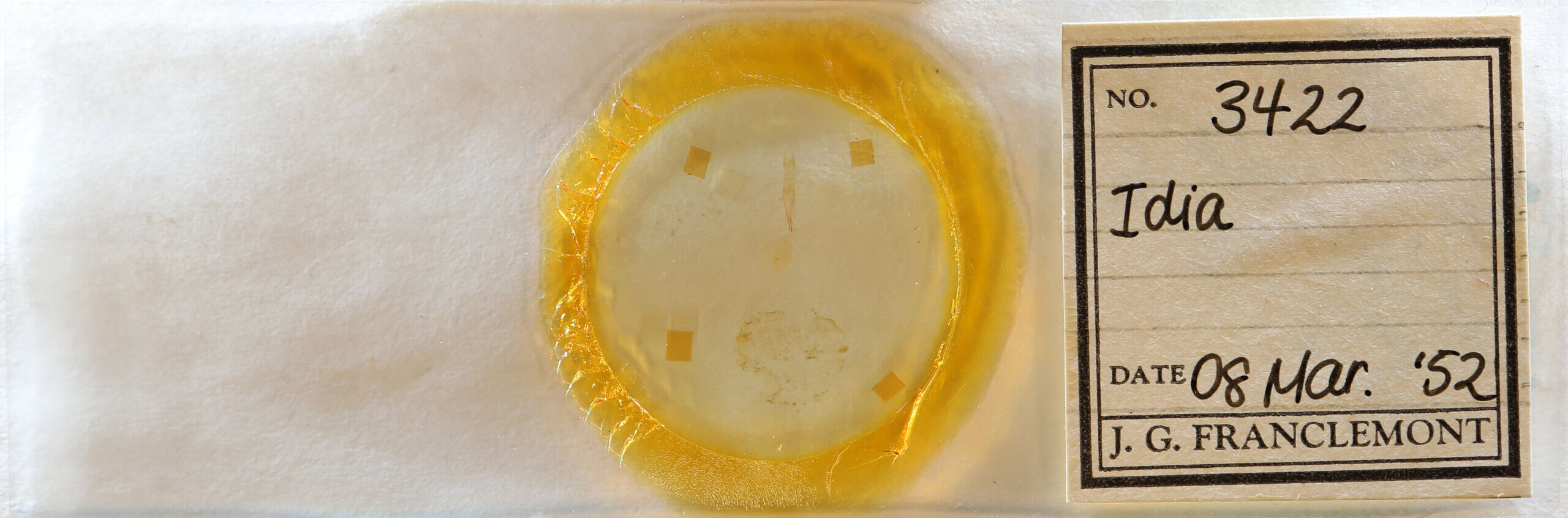 slide view of adult Idia sp.