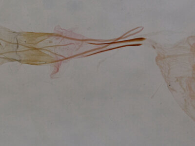 genitalia view of adult Idia sp.