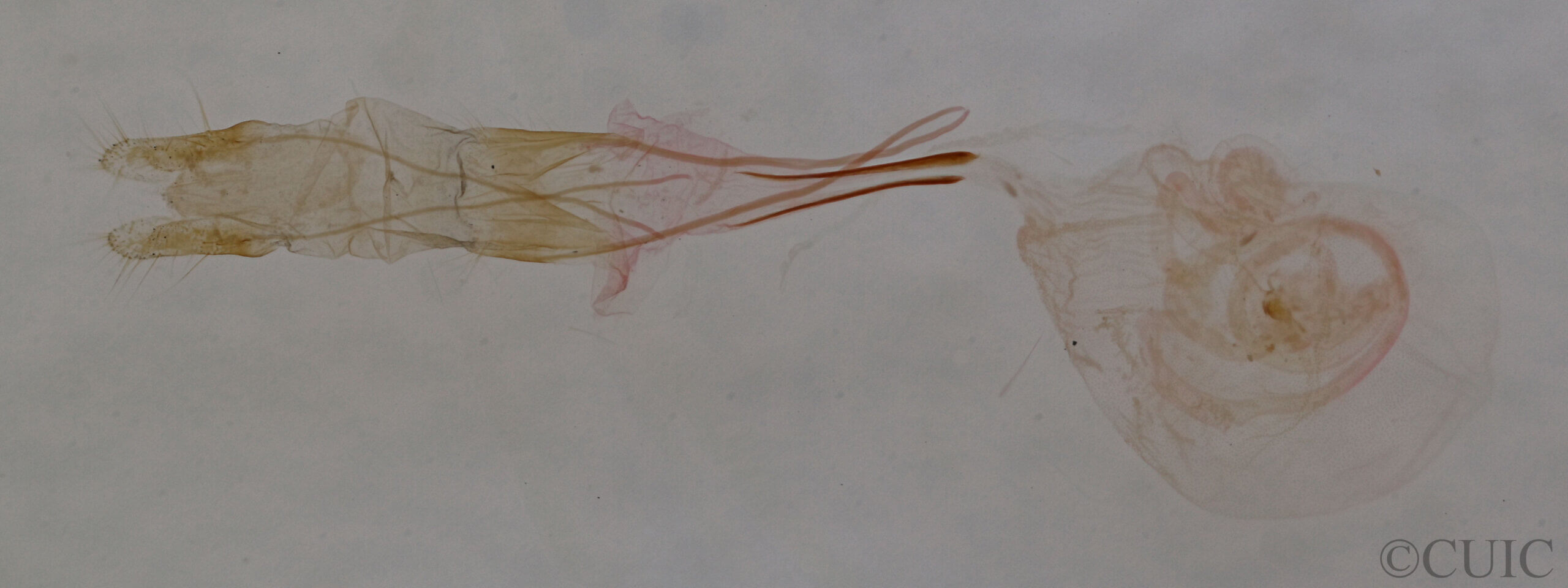 genitalia view of adult Idia sp.