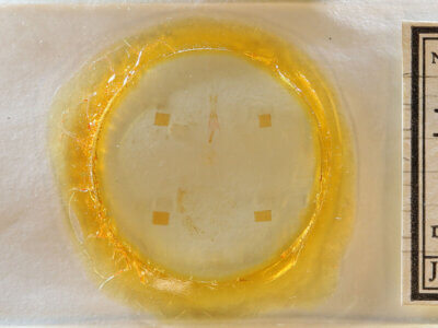 slide view of adult Idia sp.