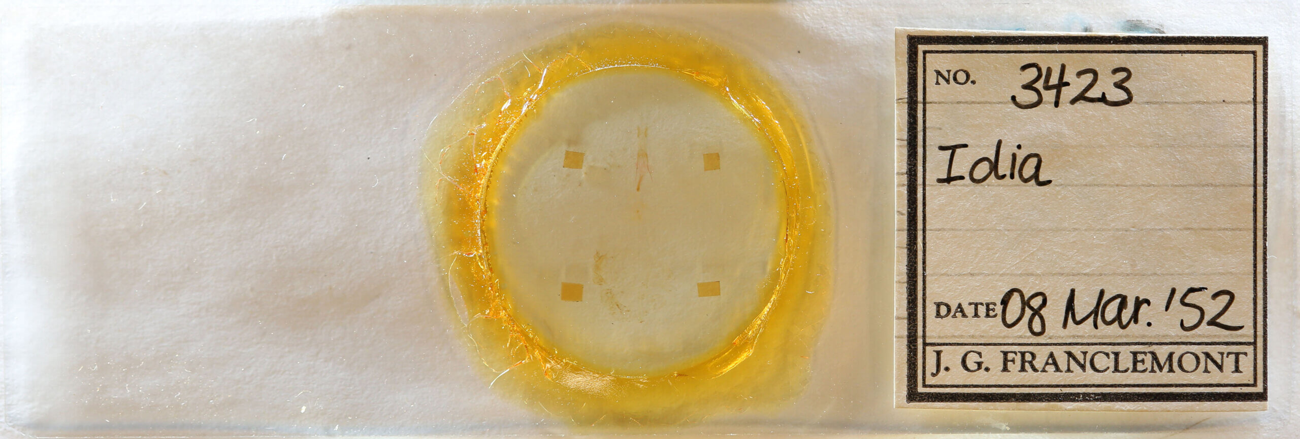 slide view of adult Idia sp.