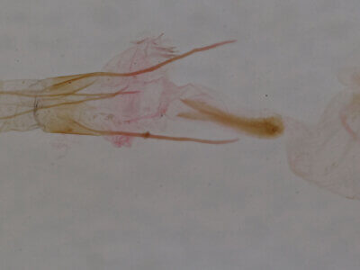 genitalia view of adult Idia sp.