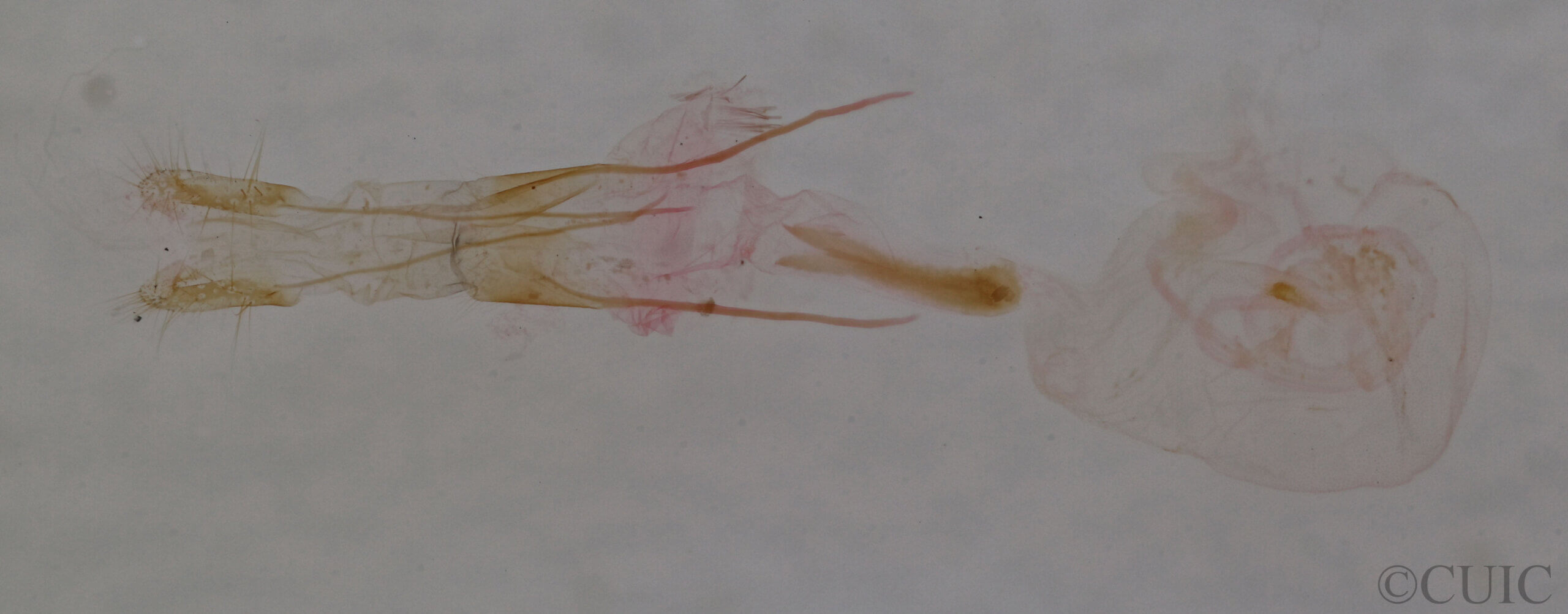 genitalia view of adult Idia sp.