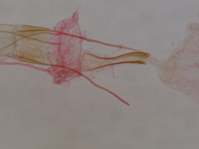 genitalia view of adult Idia sp.