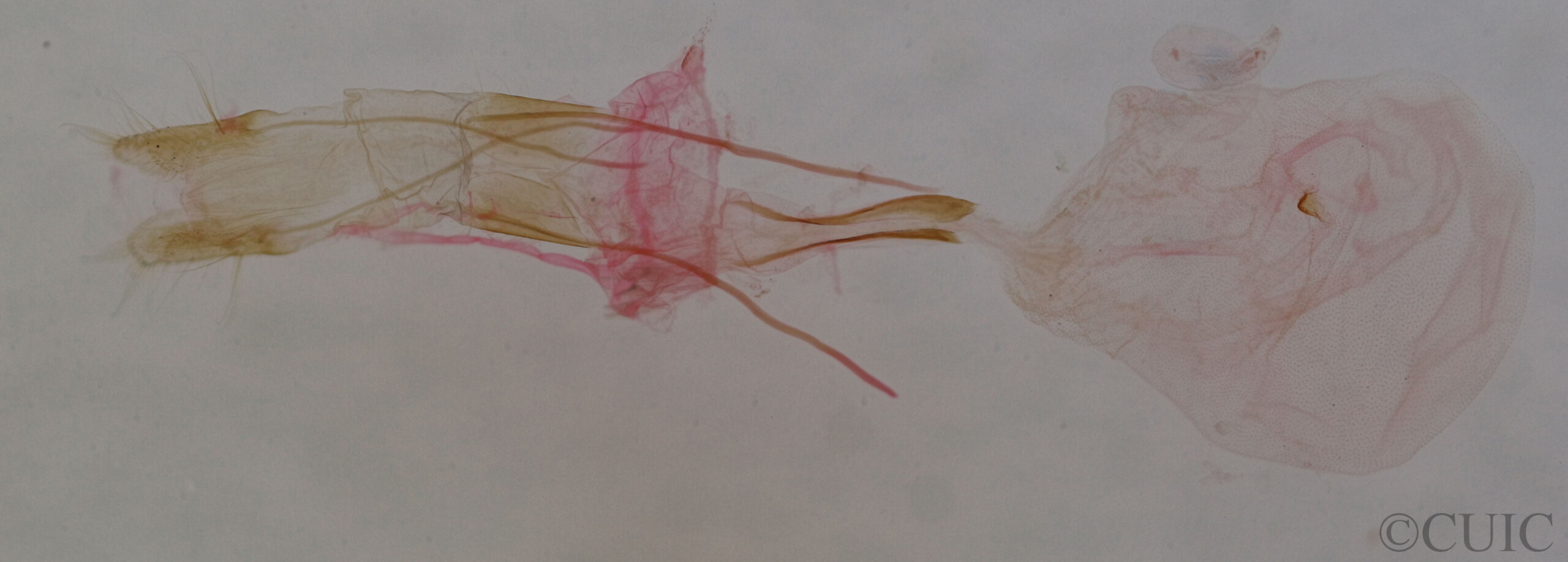 genitalia view of adult Idia sp.