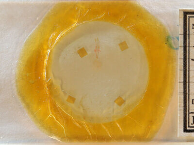 slide view of adult Idia sp.