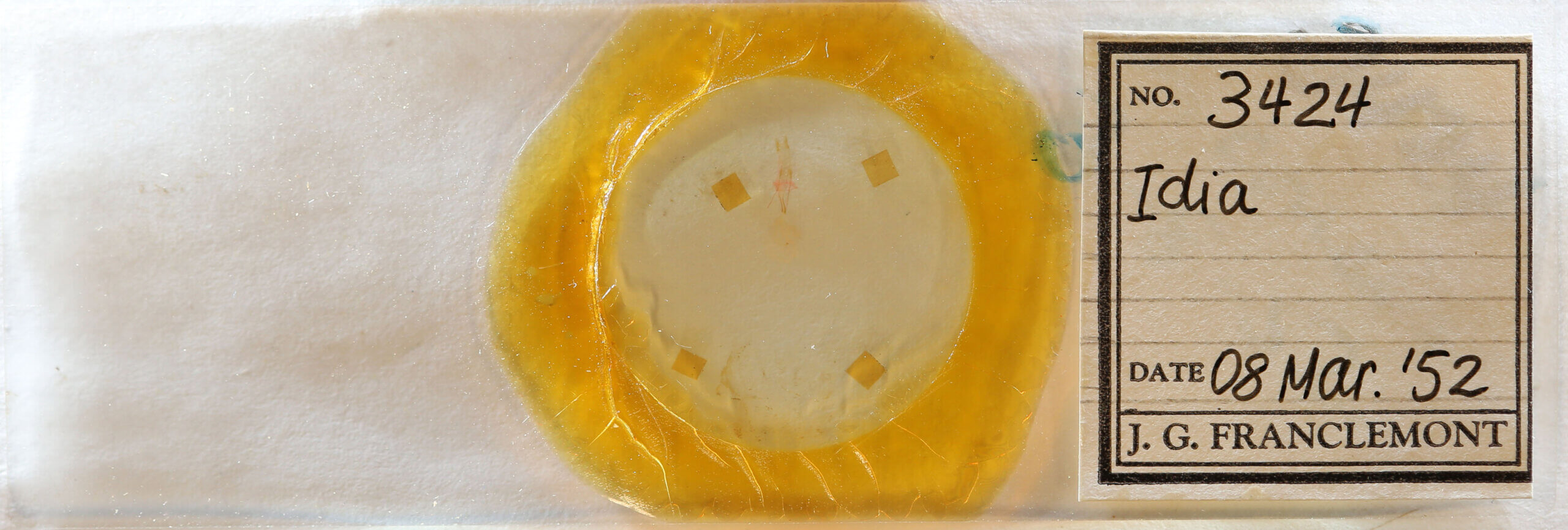 slide view of adult Idia sp.