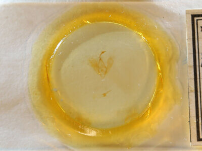 slide view of adult Panopoda repanda