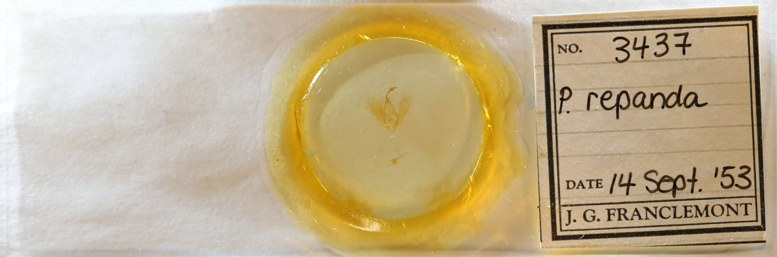 slide view of adult Panopoda repanda