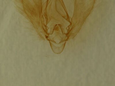 genitalia view of adult Panopoda repanda