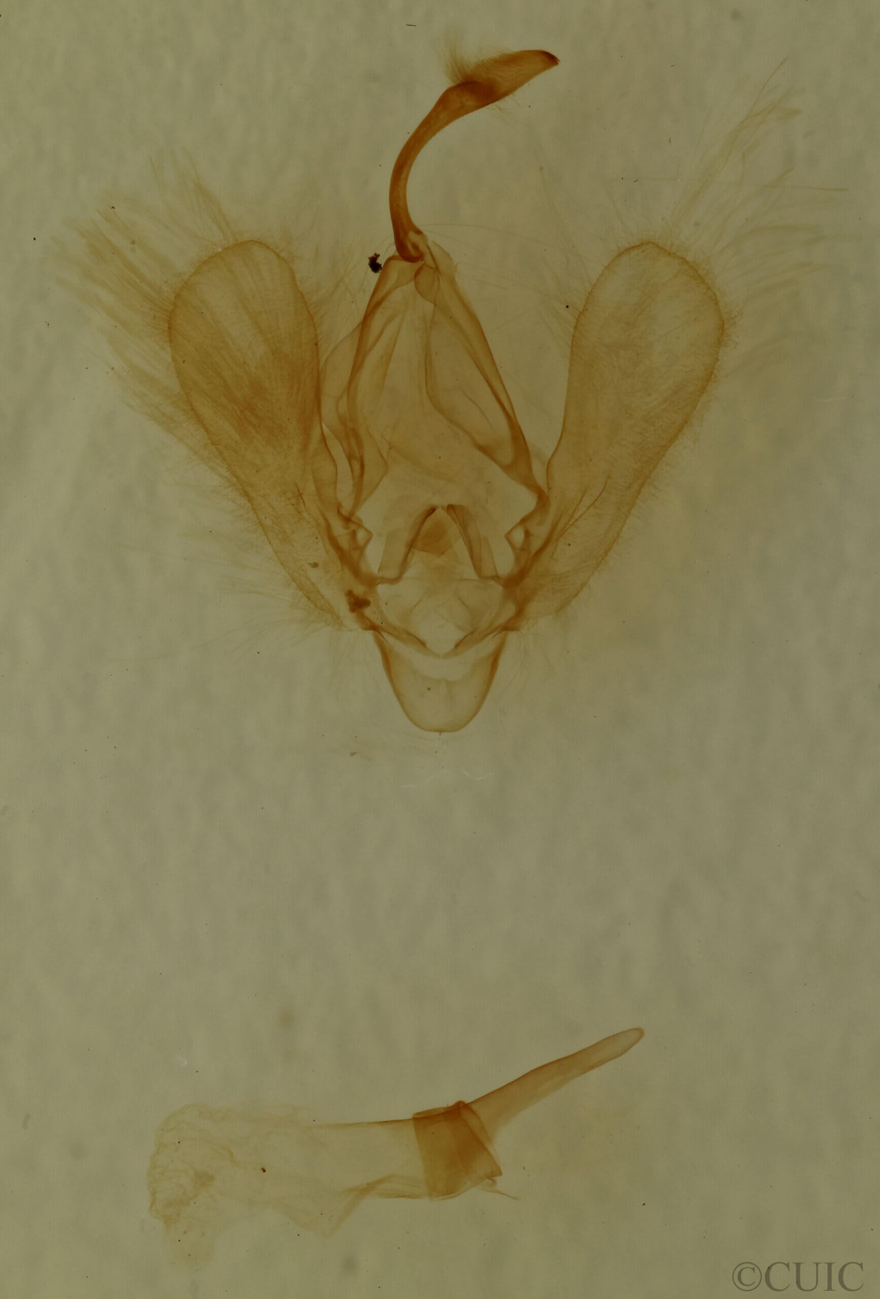 genitalia view of adult Panopoda repanda