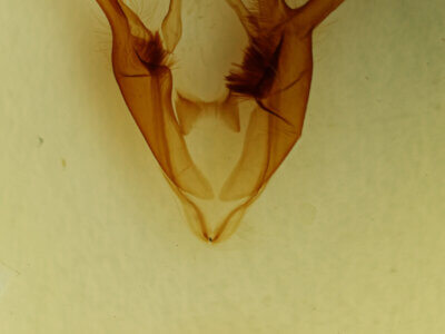 genitalia view of adult Zale n. sp. 2
